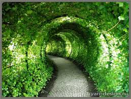 Берсо - «зеленый тоннель» во дворе.