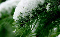 Белый холст – зима в саду.