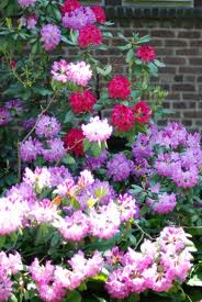Рододендрон – украсит весенний садовый дизайн.