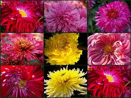 Цветок императоров в Вашем саду - хризантемы