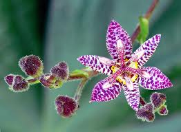 Трициртис — садовая орхидея.