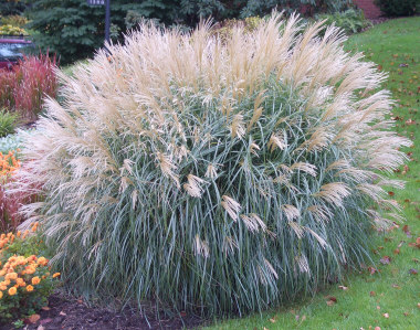 Мискантус- декоративная трава в Вашем саду.