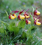 орхидея 1.jpg