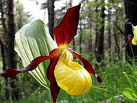 орхидея 2.jpg