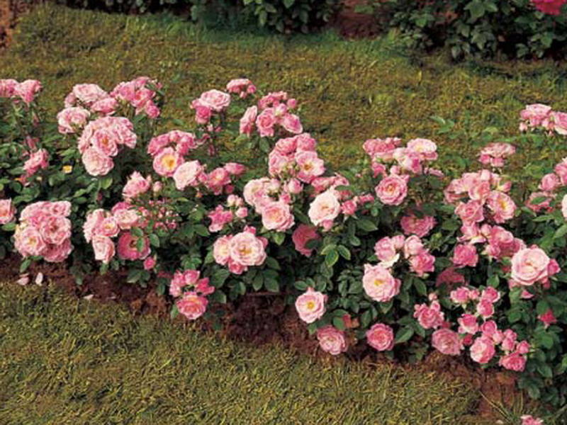 полиантовые розы.jpg