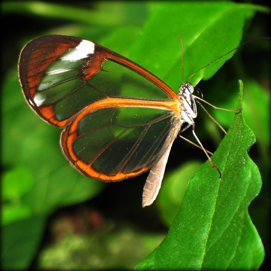 Прозрачные-крылья-бабочки.jpg
