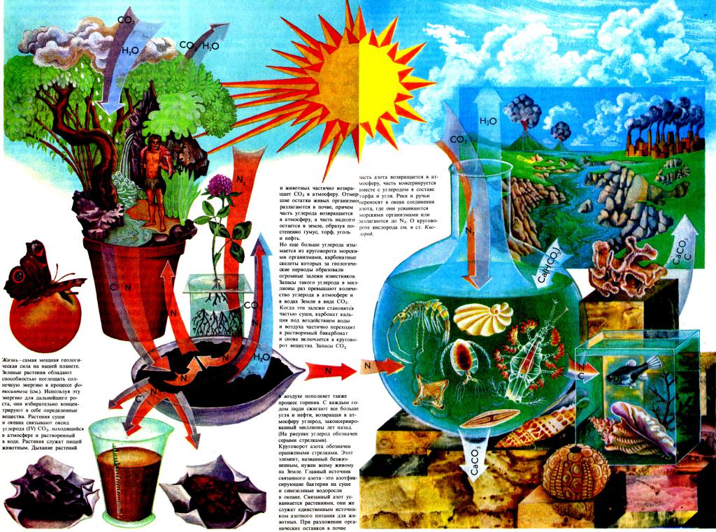 энергия растений 3.jpg