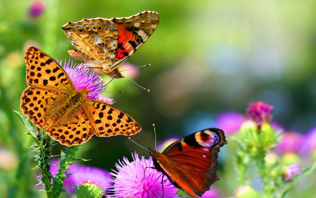 Цветы, бабочки, макро, 2560x1600.jpg