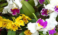 орхидея 3.jpg