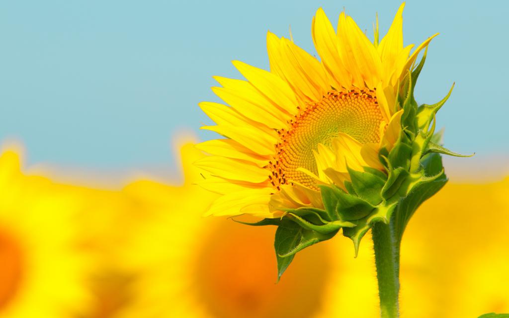 Sunflower-macro-photography.jpg